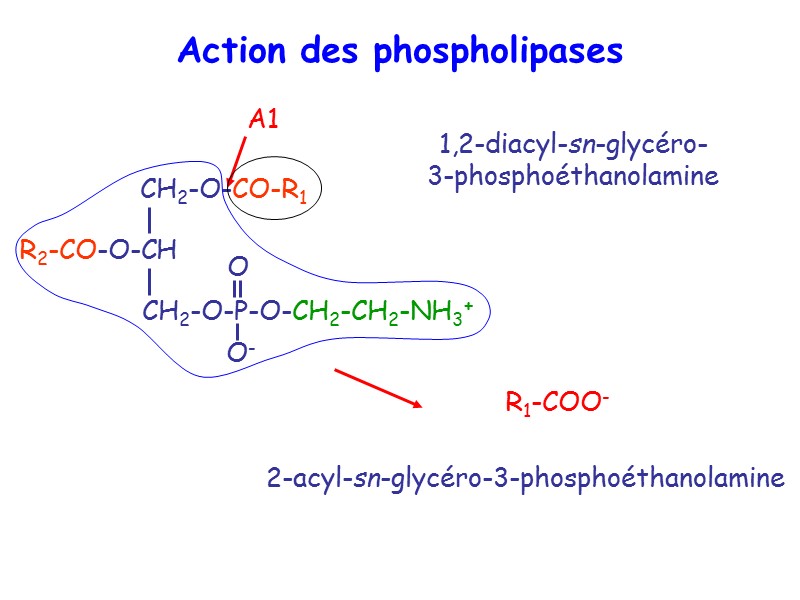 Action des phospholipases A1 R1-COO- 2-acyl-sn-glycéro-3-phosphoéthanolamine 1,2-diacyl-sn-glycéro-3-phosphoéthanolamine
